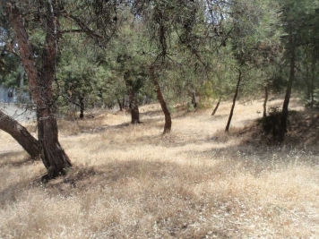 P5170558